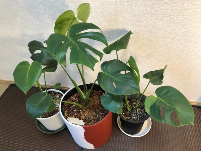 斑入りデリシオーサの種類。値段の高い品種が多いですよ。 | 斑入り