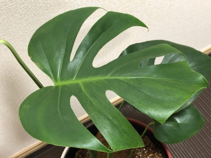 斑入りデリシオーサの種類。値段の高い品種が多いですよ。 | 斑入り