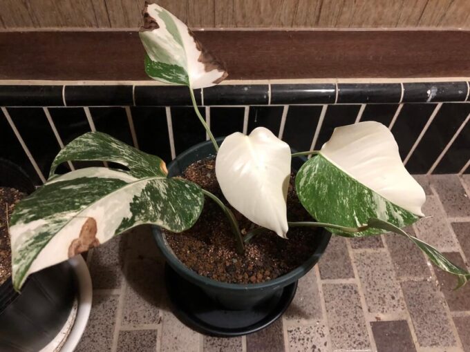 モンステラ ホワイトタイガーの育て方（ボルシギアナの細かい白斑品種