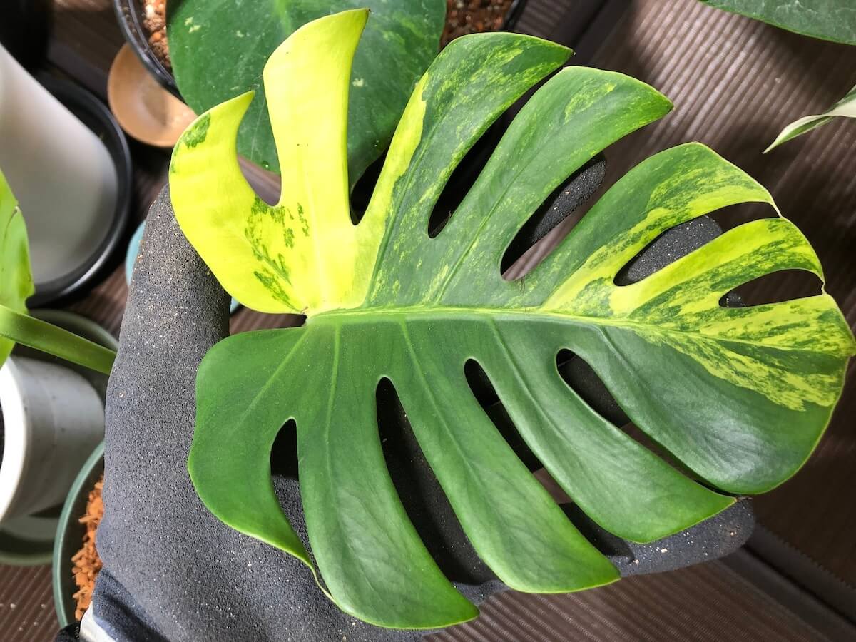 黄斑のスーパーミニモンステラを購入したが普通のイエローマリリンかも