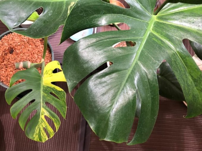 斑入りデリシオーサの種類。値段の高い品種が多いですよ。 | 斑入り