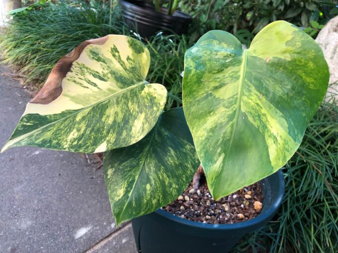 黄斑のスーパーミニモンステラを購入したが普通のイエローマリリンかも
