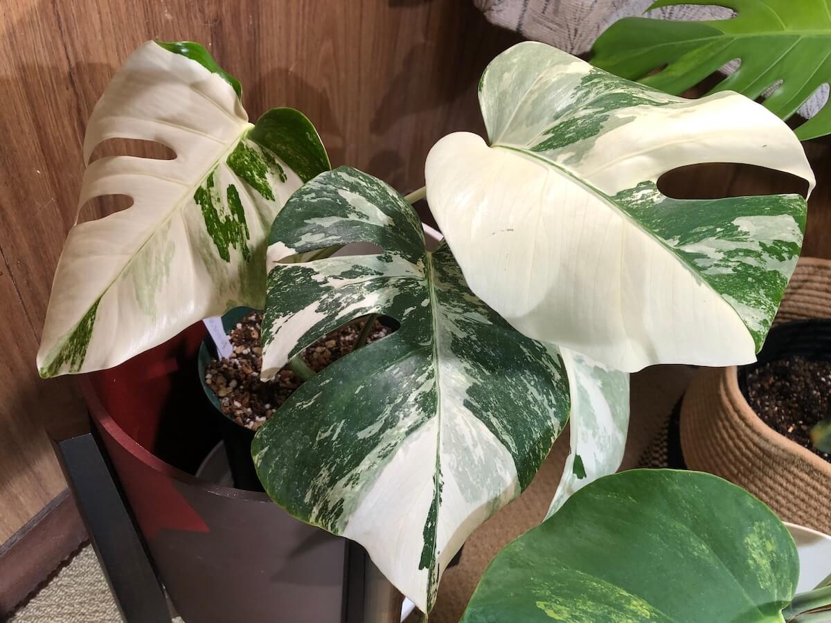 モンステラ スーパーホワイトは葉焼けしずらい白斑品種 | 斑入り