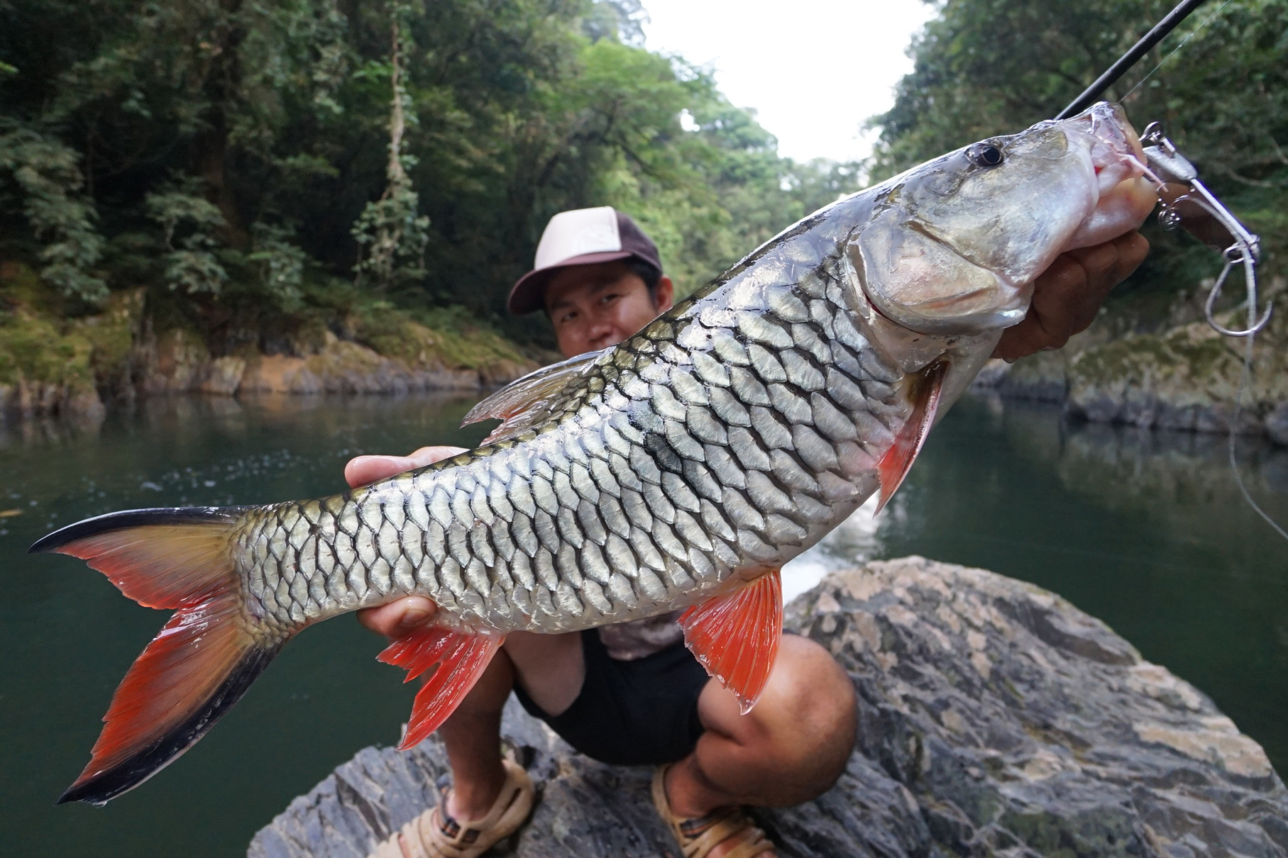 Dear Monster Valitudo MV-65 - Monster Kiss モンスターキス