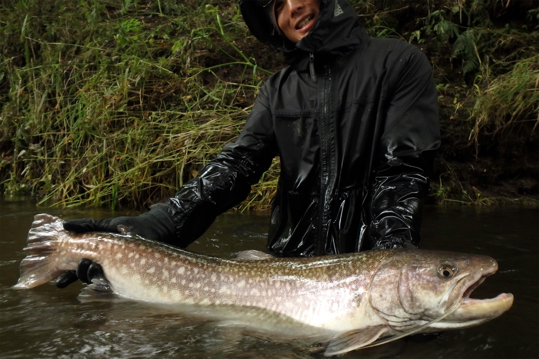 Dear Monster Valitudo MV-65 - Monster Kiss モンスターキス