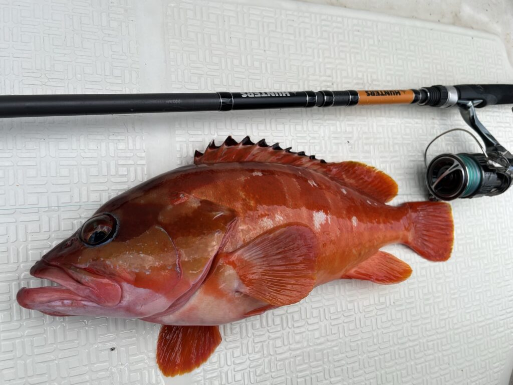 瀬戸内ターポン”で実感、「HT-6x4S」は最高のバーサタイルロッド