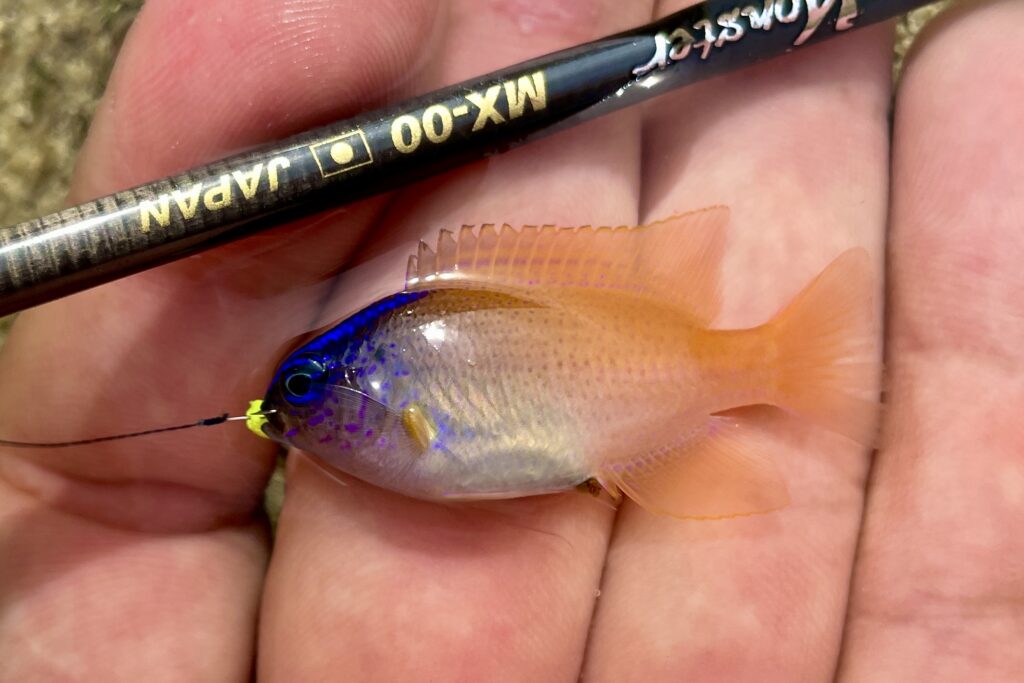 Dear Monster MX-00 - Monster Kiss モンスターキス