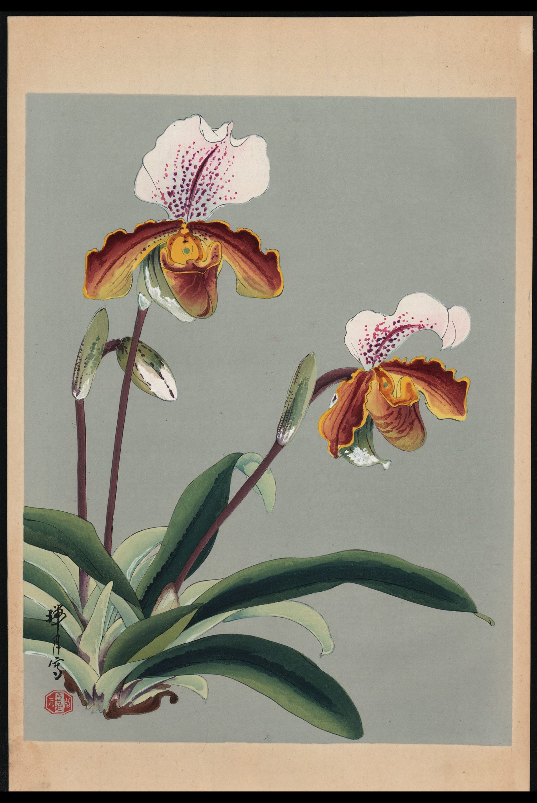 池田瑞月 蘭 (4)