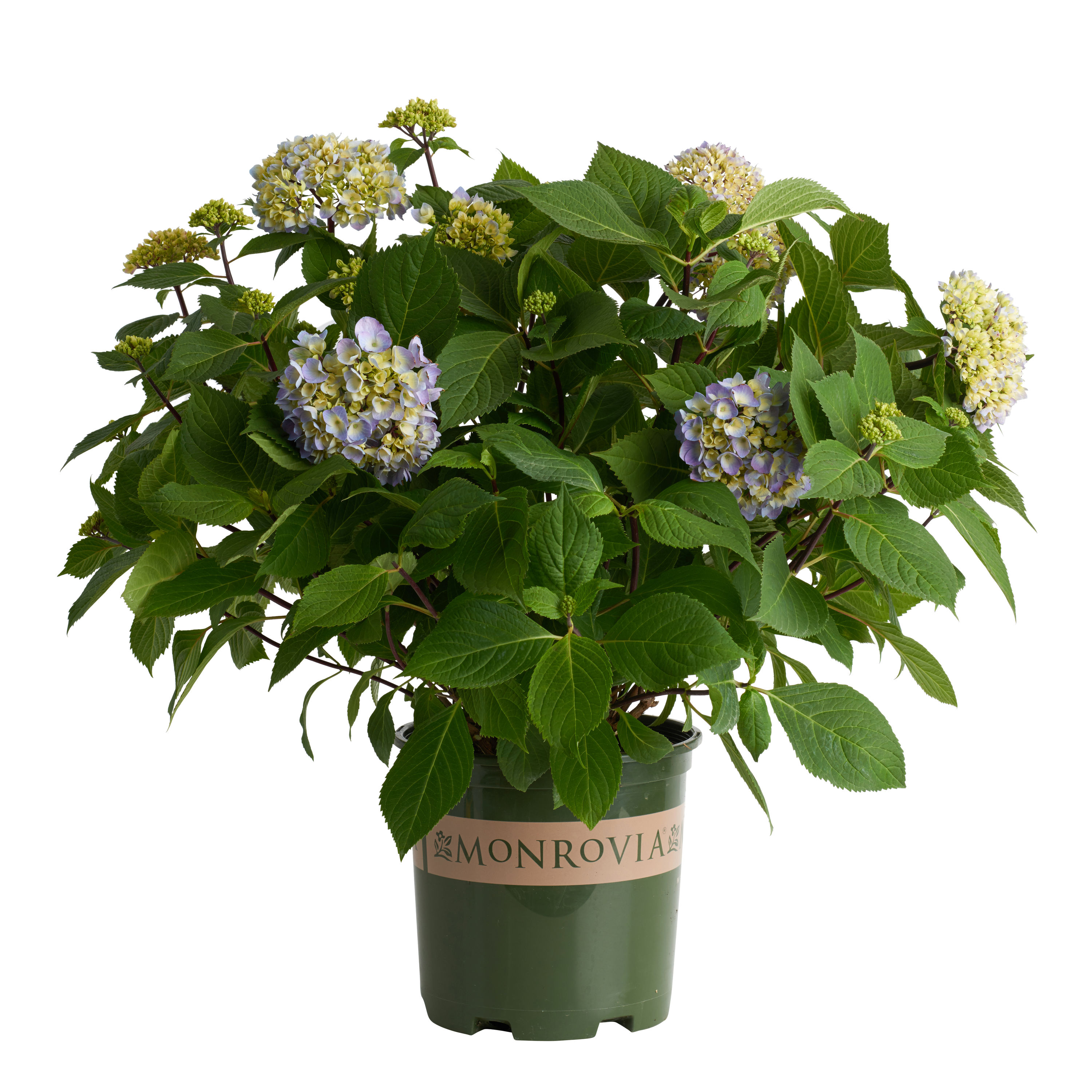 Monrovia Blue Enchantress Hydrangea Flowering Shrub Pot 092752 at