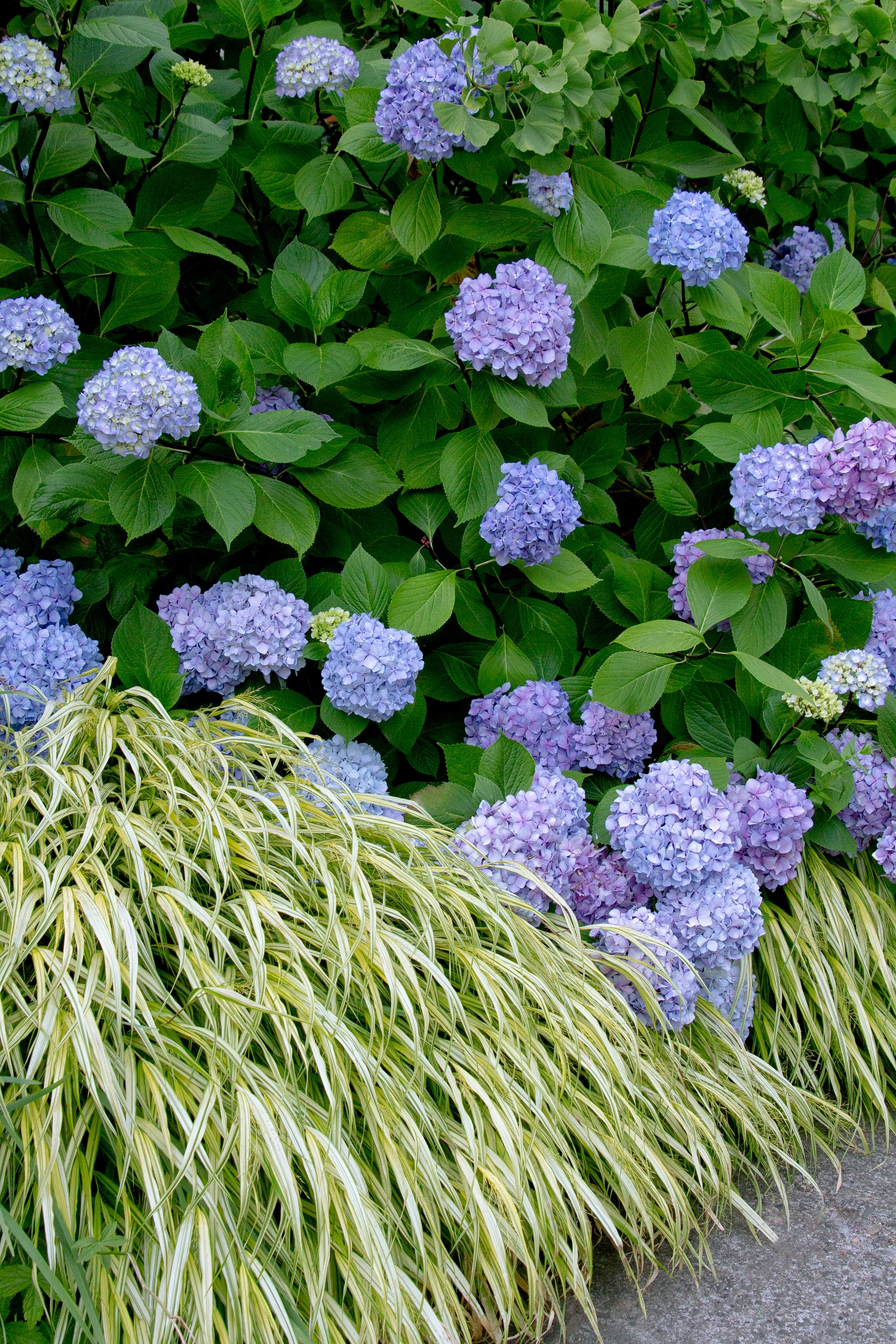 Monrovia Blue Enchantress Hydrangea Flowering Shrub in 3.58-Gallon