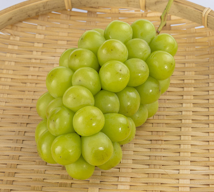 シャインマスカット【お徳用】 | 直販 - モクモクショップ