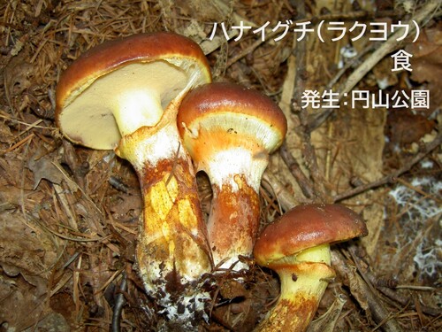 藻岩山きのこ観察会きのこ写真集