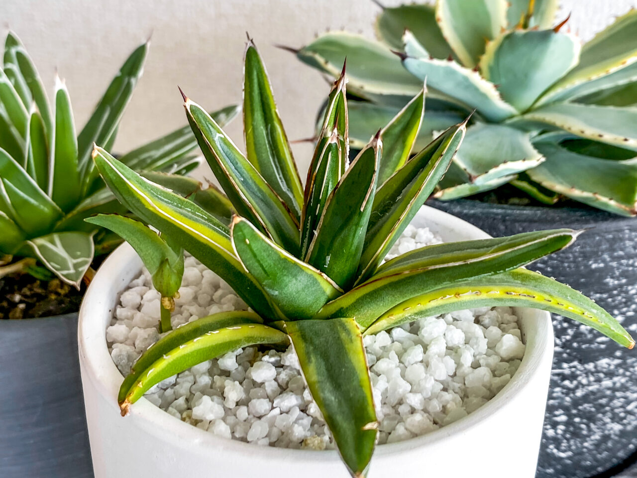 34de19608868229c2c75470c9303b1