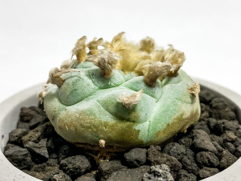 人気のかわいいサボテン、ロフォフォラ・烏羽玉を植え替えたッ