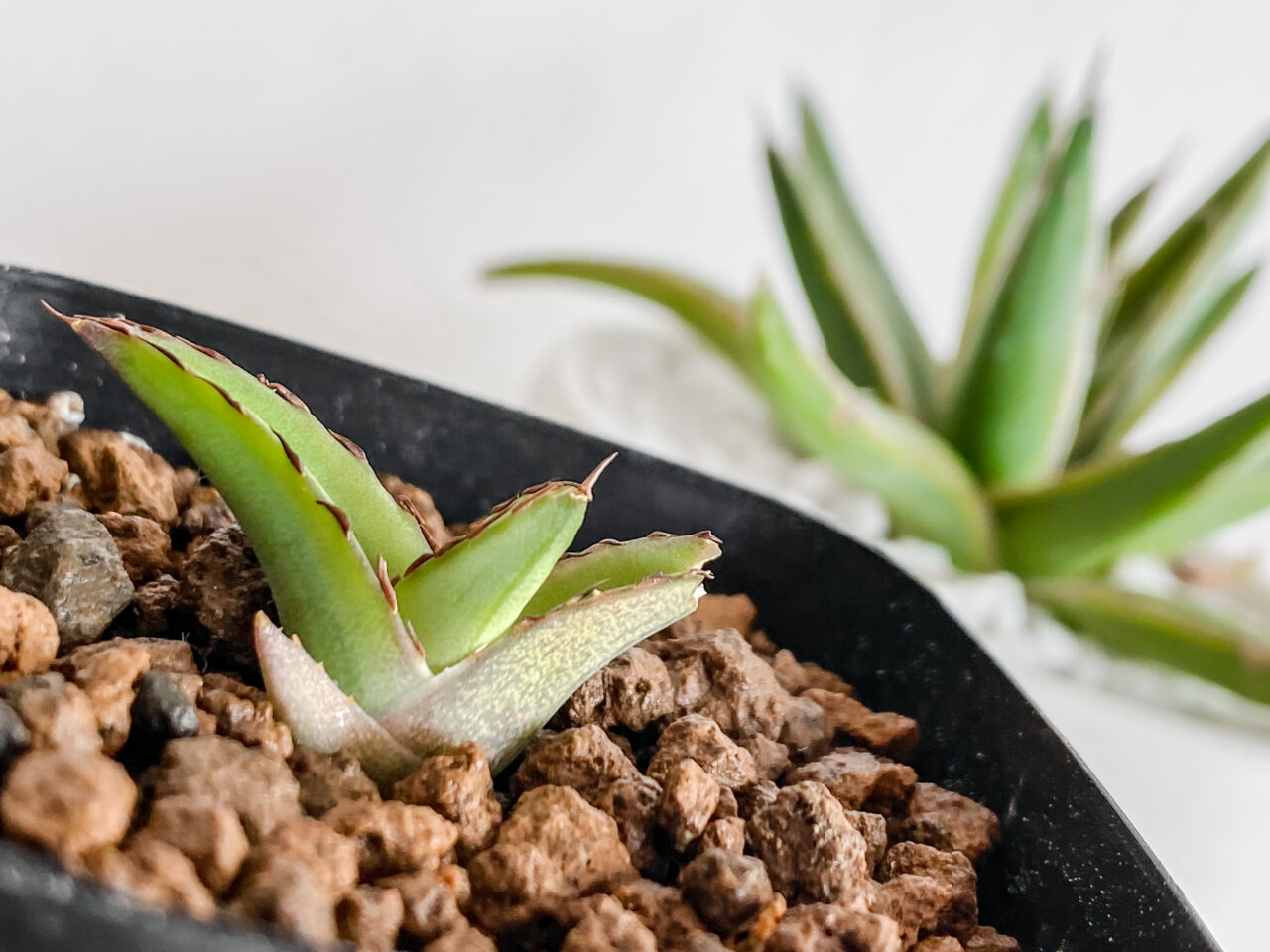 アガベ・笹の雪の子株たち！ | もすレコ。