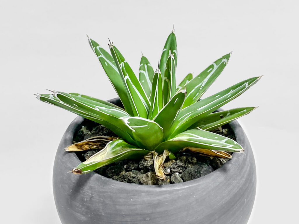 アガベ・笹の雪の子株たち！ | もすレコ。