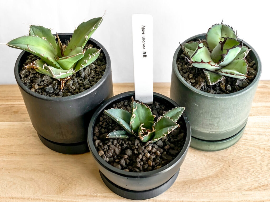 アガベ・白鯨を買ったのでオテロイやチタノタと見比べてみた！！ | も
