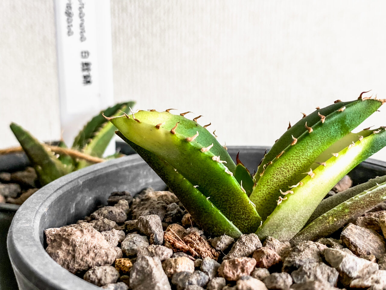 アガベ・白鯨錦（糊斑）のその後と白鯨錦（覆輪斑）を購入した話 | も