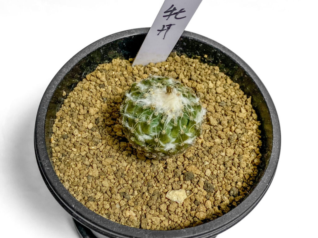 珍品！！ペレキフォラ・銀牡丹を植え替えたッ！！ | もすレコ。