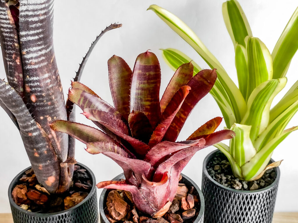 2024年を振り返る。本格的にタンクブロメリアを育て始めた年になった