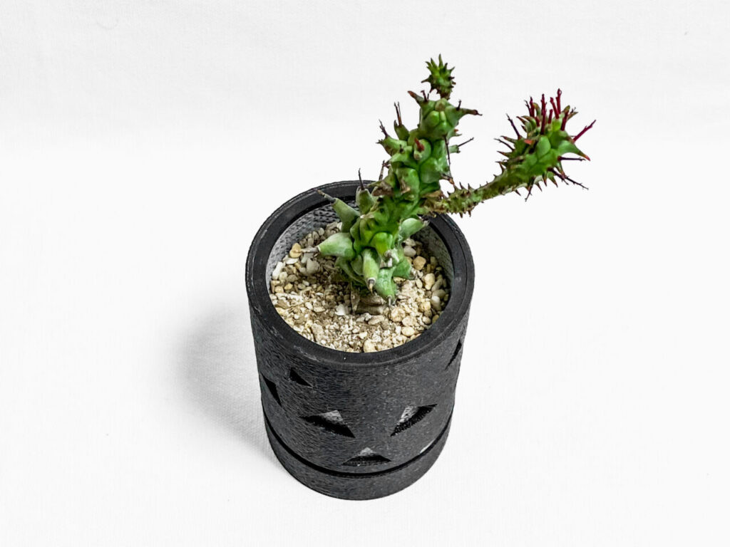 ユーフォルビア・ホリダモンストを植え替えたッ！！ | もすレコ。