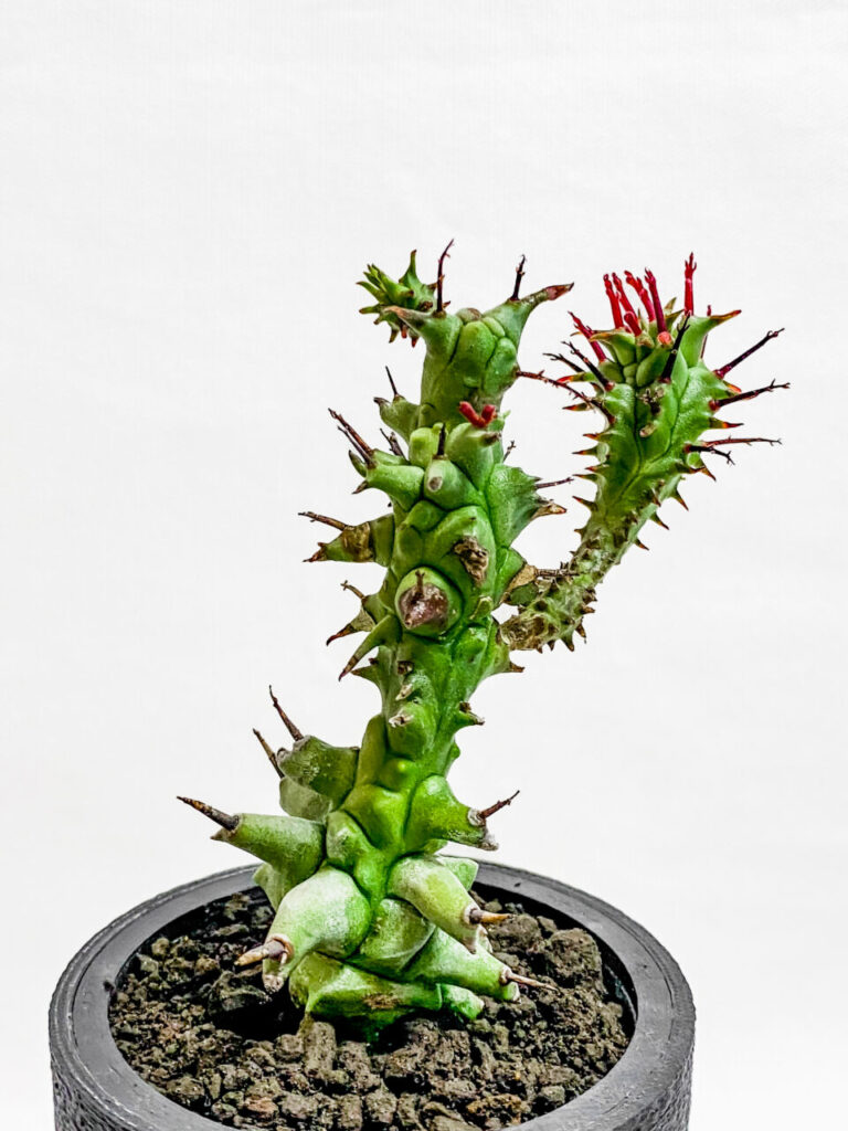 ユーフォルビア・ホリダモンストを植え替えたッ！！ | もすレコ。