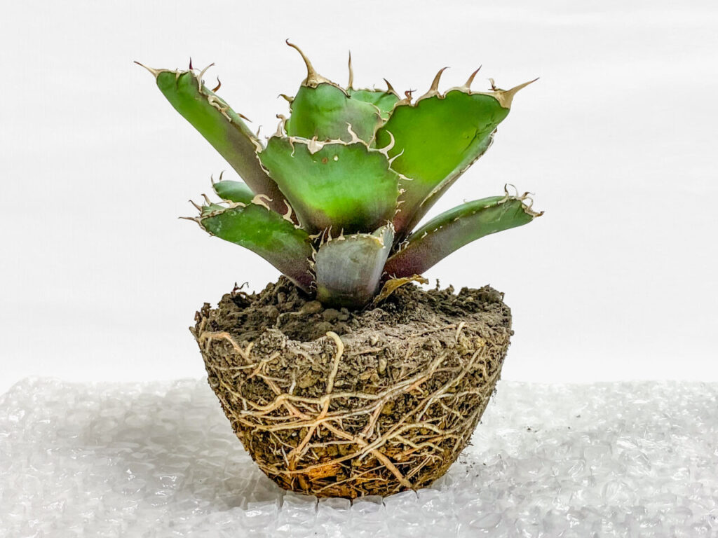 アガベ・チタノタ”白鯨”を植え替えたッ！！ | もすレコ。