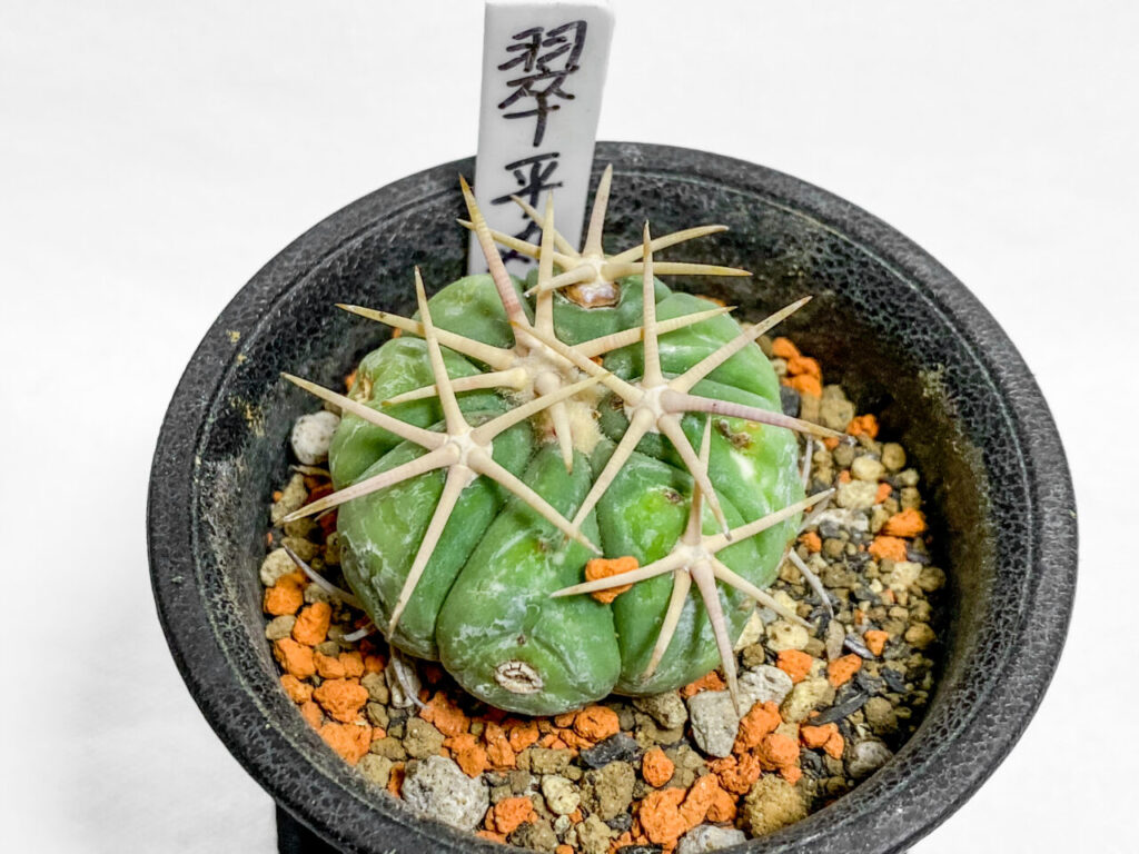 エキノカクタス・翠平丸を植え替え！！ | もすレコ。