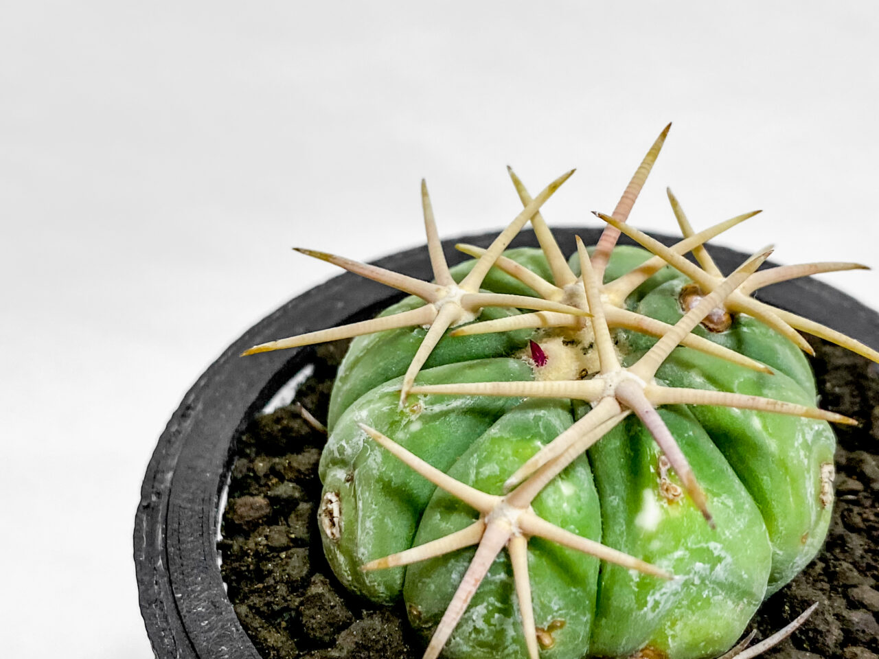 エキノカクタス・翠平丸を植え替え！！ | もすレコ。