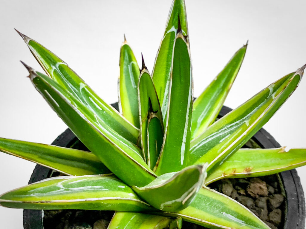 アガベ・笹の雪錦（黄覆輪斑）を1年8ヶ月ぶりに植え替えたッ！！ | も