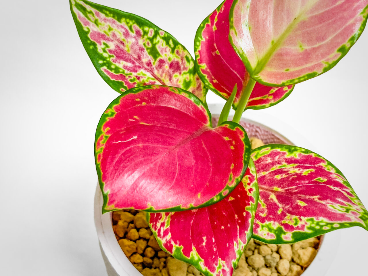 ダイソーのアグラオネマ・アンヤマニーレッドを植え替えたッ！！ | も