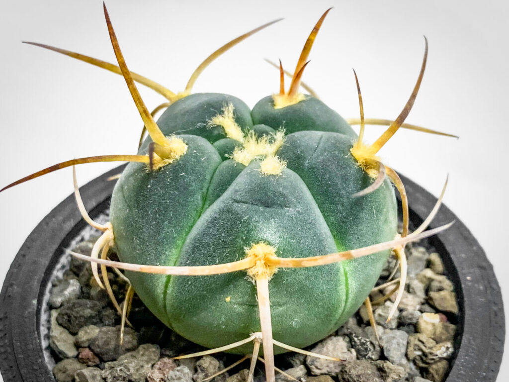 ギムノカリキウム・村主スーパー光琳玉を植え替えたっ！！ | もすレコ。