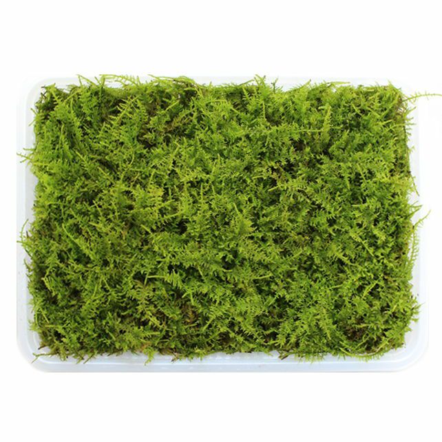 000000000062-01-l.jpg?t=