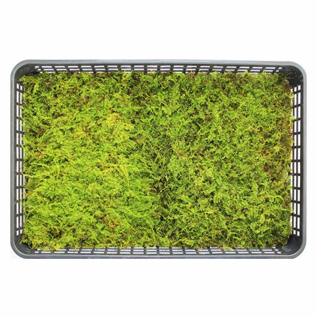 シノブゴケ | 苔の販売専門店モスファーム