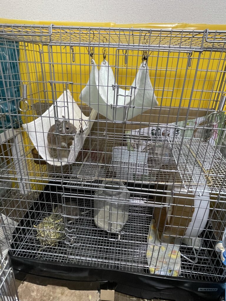 イージーホーム80ハイ | ノルウェー猫とデグー日報