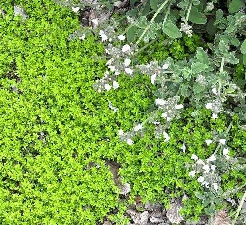 Organic Thymus Lime Thyme Plants from Mountain Valley Growers
