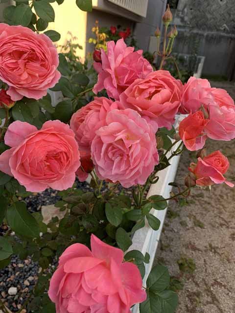 バラ『かおりかざり』大人気”和バラ”かおりかざりの成長記録｜森の魔女