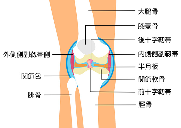内・外側側副靭帯損傷 - モリタ鍼灸整骨院