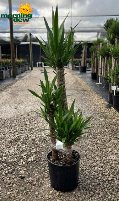 yucca-様ご確認ページ Yucca species