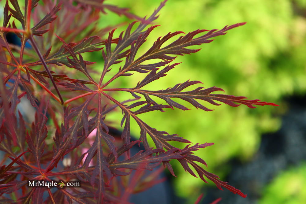 Buy Acer palmatum dissectum 'English Lace' Japanese Maple — Mr