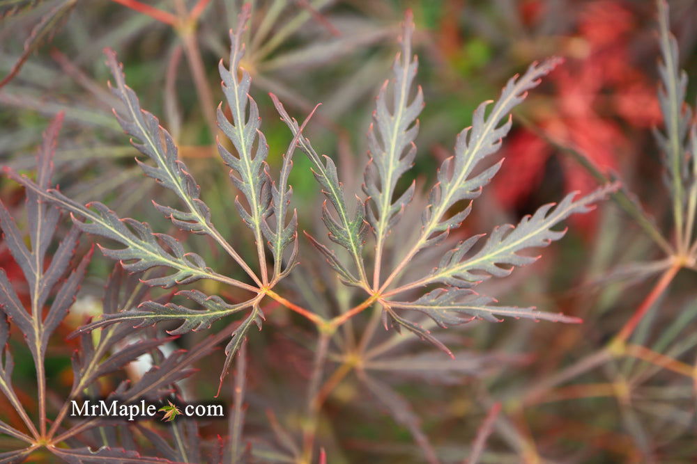 Buy Acer palmatum dissectum 'English Lace' Japanese Maple — Mr