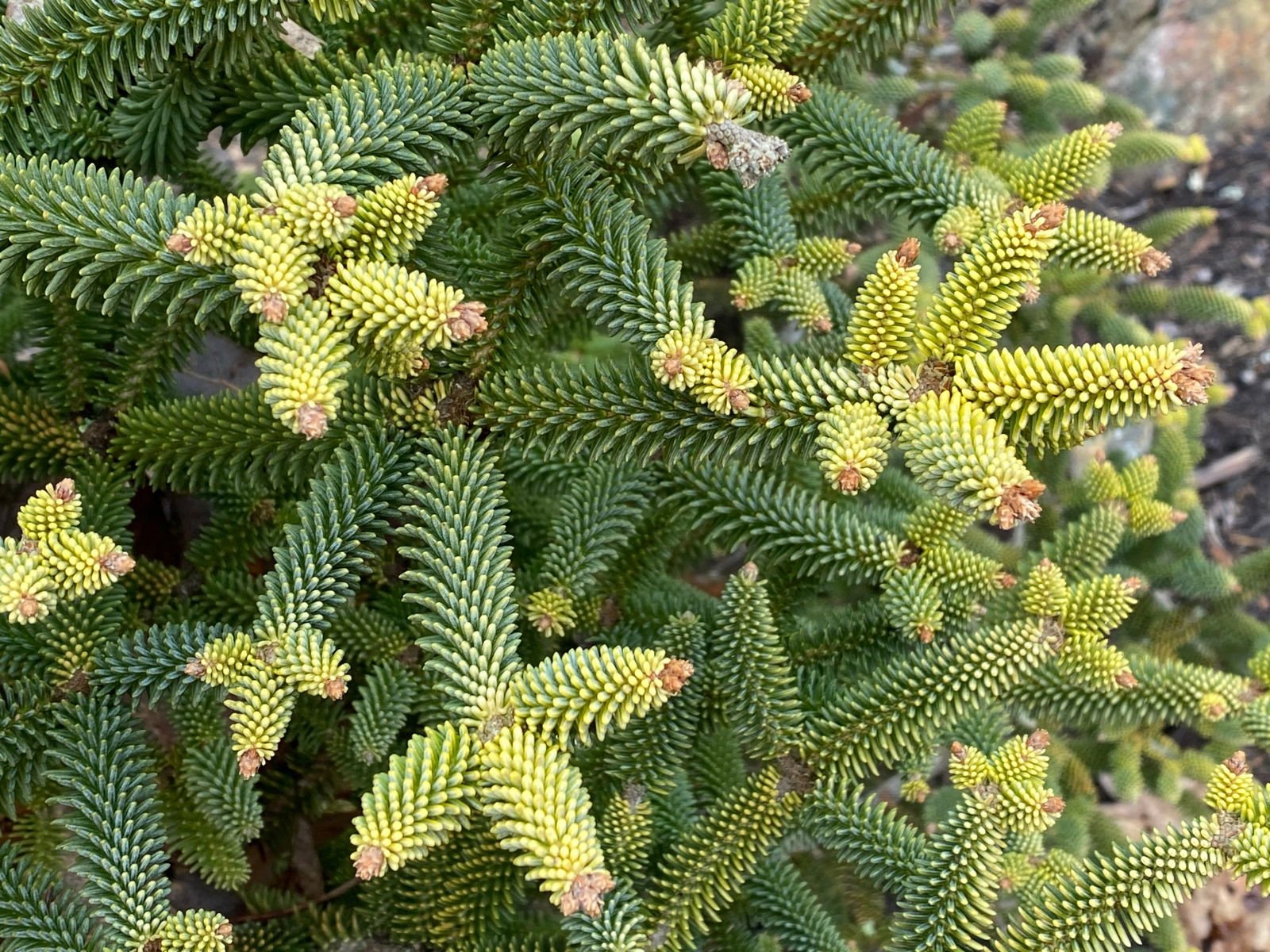 Buy Abies pinsapo 'Aurea' Golden Spanish Fir — Mr Maple │ Buy