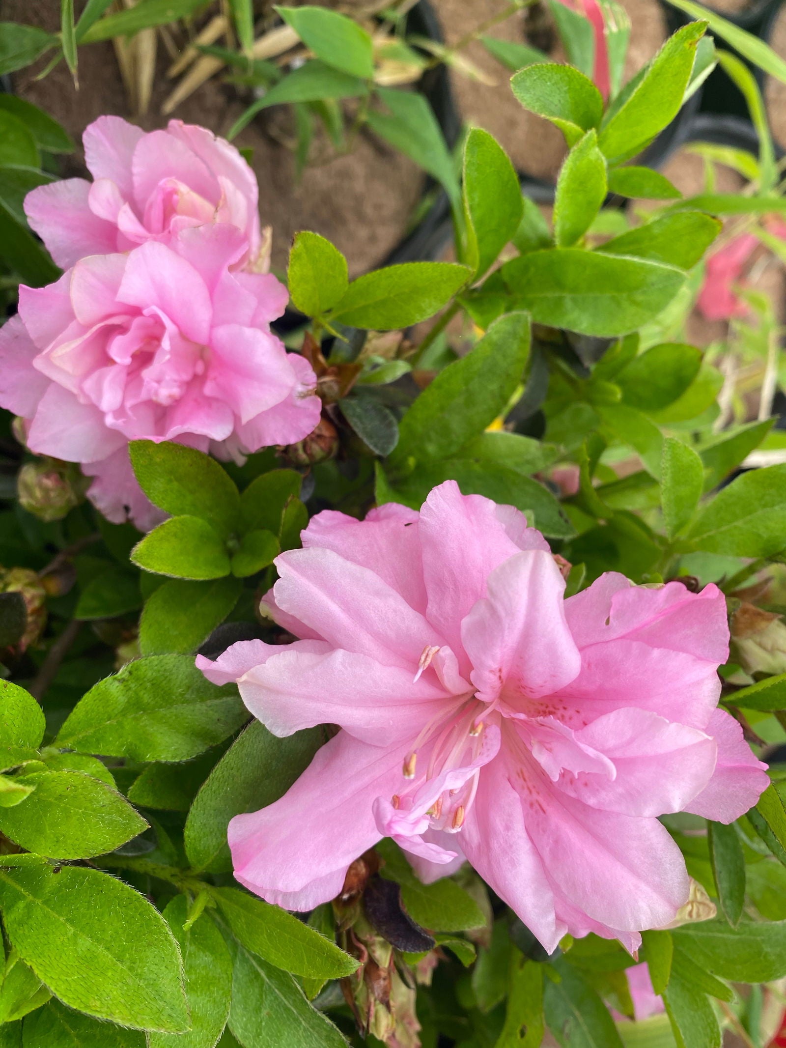 Buy Azalea 'Hallie' Double Pink Flowering Aromi Azalea — Mr Maple