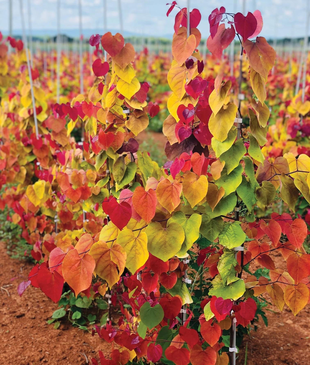 Buy Cercis canadensis 'NC2016-2' Flame Thrower® Redbud Tree — Mr