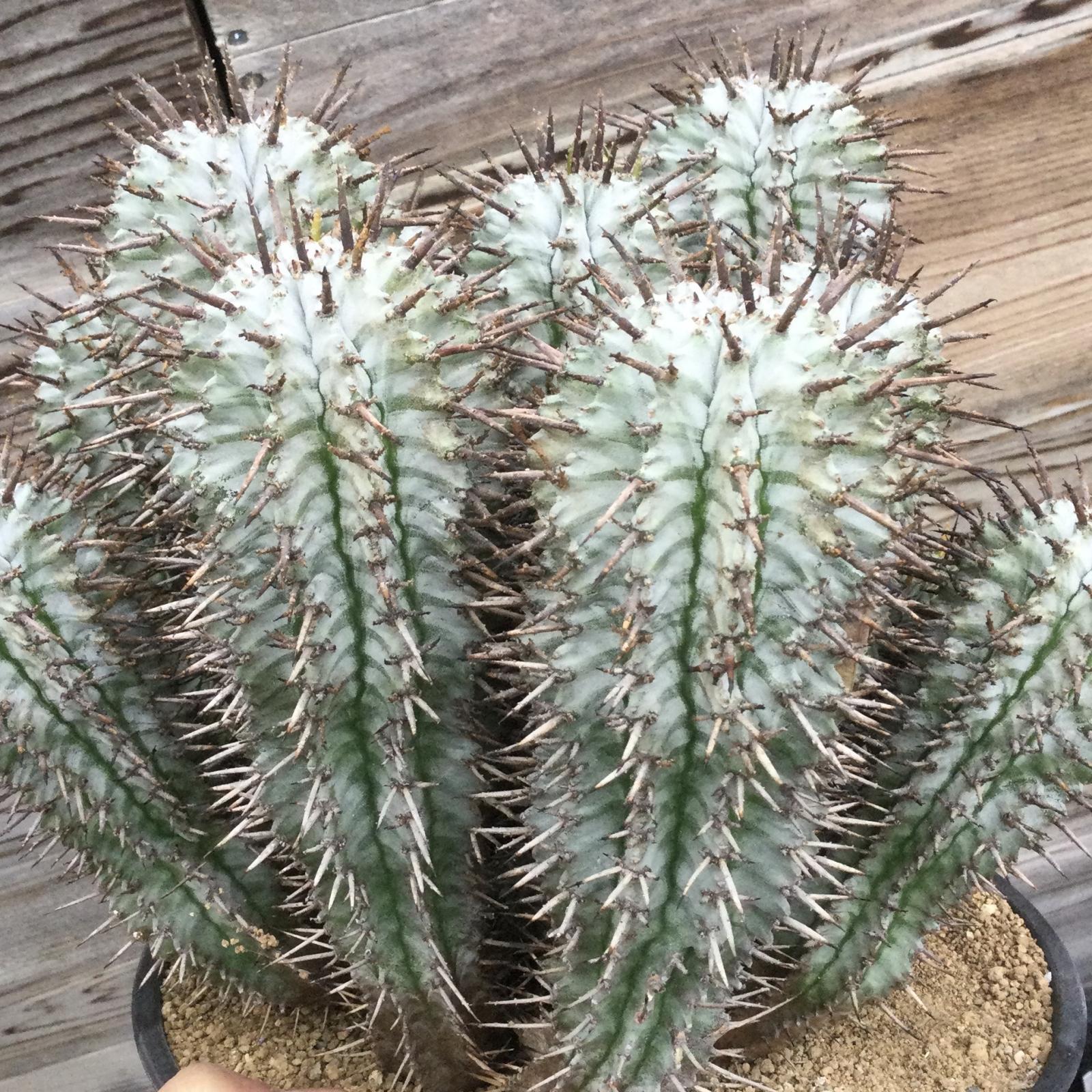 ユーフォルビア ホリダ ゼブラ - M's plants