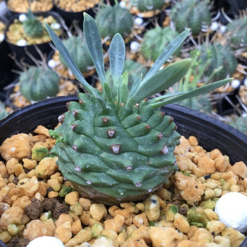 ユーフォルビア オベサ鉄甲 (オベサ × 鉄甲丸) - M's plants