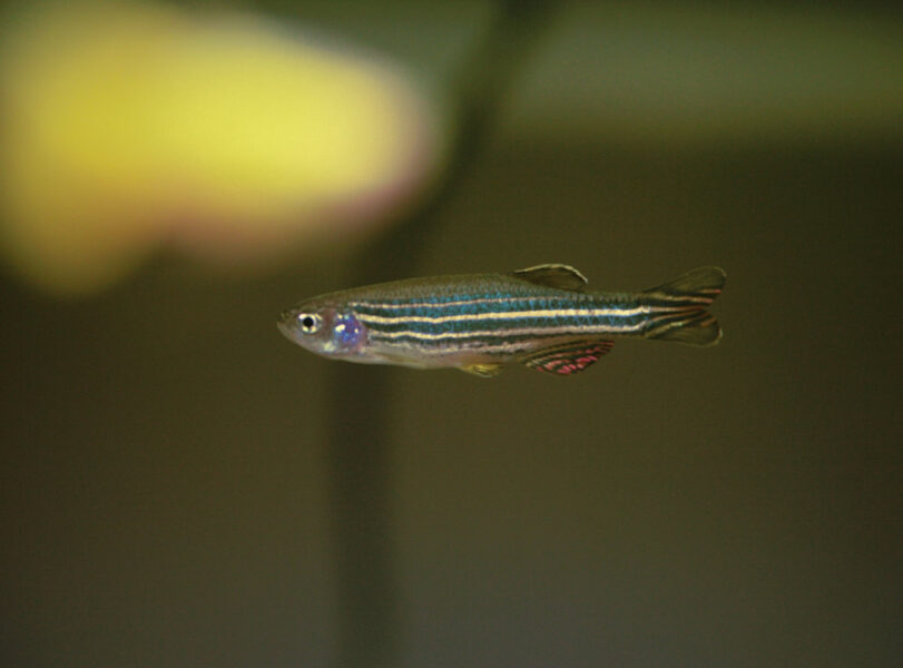 がん研究やワクチン開発などに貢献する魚＜ゼブラフィッシュ＞ 非常に