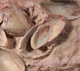 徳島県立博物館 / ミネラルズ : 生物・化石と鉱物 : オパール化した貝化石