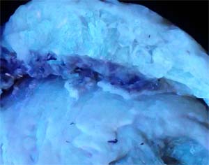 カルサイト化した化石が光る