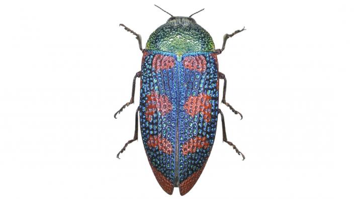 オーストラリアのタマムシ Stigmodera roei オーストラリアのタマムシ